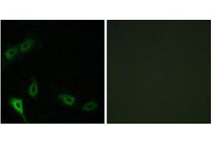 Immunofluorescence (IF) image for anti-MAP/microtubule Affinity-Regulating Kinase 2 (MARK2) (N-Term) antibody (ABIN1849722) (MARK2 antibody  (N-Term))