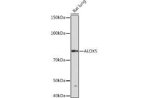 Western blot analysis of extracts of Rat lung, using  Rabbit mAb (ABIN3016894, ABIN3016895, ABIN3016896, ABIN1679361 and ABIN1679362) at 1:1000 dilution. (ALOX5 antibody)