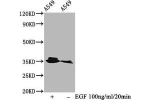 Western Blot Positive WB detected in A549 whole cell lysate(treated with EGF or not) All lanes Phospho-PPP2CA antibody at 0. (Recombinant PPP2CA antibody  (pTyr307))