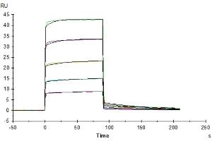 OKT3 captured on CM5 Chip via Protein A can bind Mouse Fc gamma RIIB, His Tag with an affinity constant of 0. (FCGR2B Protein (AA 40-217) (His tag))