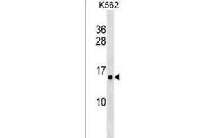 HIST1H2AB Antibody (N-term) (ABIN1538913 and ABIN2849057) western blot analysis in K562 cell line lysates (35 μg/lane). (HIST1H2AB antibody  (N-Term))