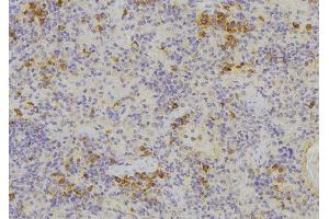 ABIN6276669 at 1/100 staining Human lymph node tissue by IHC-P. (MIF antibody  (C-Term))