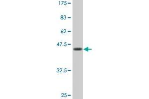 CRYGC antibody  (AA 75-174)