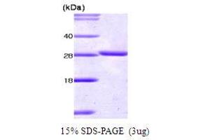 SDS-PAGE (SDS) image for 14-3-3 theta (YWHAQ) (AA 1-245) protein (ABIN667701) (14-3-3 theta Protein (YWHAQ) (AA 1-245))