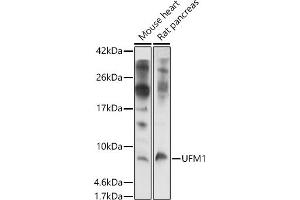 Western blot analysis of extracts of various cell lines, using UFM1 antibody (ABIN7271184) at 1:1000 dilution. (UFM1 antibody  (AA 1-85))