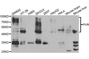 Western blot analysis of extracts of various cell lines, using PVR antibody. (Poliovirus Receptor antibody)