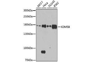 Western blot analysis of extracts of various cell lines, using KDM5B antibody. (KDM5B antibody  (AA 784-883))