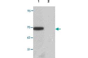 Western blot analysis of LRRTM1 in mouse brain tissue lysate with LRRTM1 polyclonal antibody  at 1 ug/mL. (LRRTM1 antibody  (C-Term))