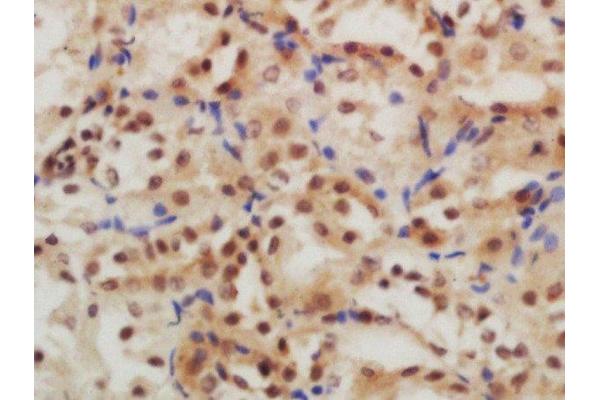 GLIS3 antibody  (AA 101-200)
