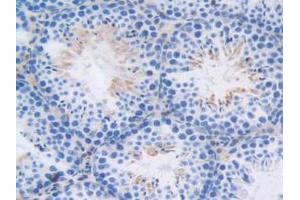 IHC-P analysis of Mouse Testis Tissue, with DAB staining. (CAPNL1 antibody  (AA 387-694))
