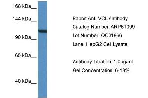 Western Blotting (WB) image for anti-Vinculin (VCL) (C-Term) antibody (ABIN786332) (Vinculin antibody  (C-Term))