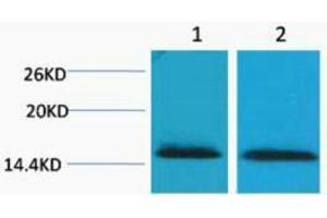Western Blotting (WB) image for anti-Histone H2B (3meLys43) antibody (ABIN3178816) (Histone H2B antibody  (3meLys43))
