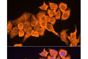 Immunofluorescence analysis of HeLa cells using RPL23 Polyclonal Antibody at dilution of 1:100. (RPL23 antibody)