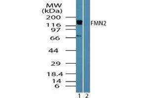 Image no. 1 for anti-Formin 2 (FMN2) (AA 657-674) antibody (ABIN960173) (Formin 2 antibody  (AA 657-674))