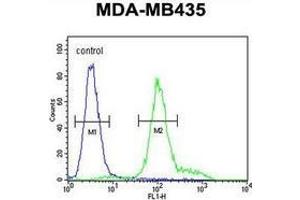 Flow cytometric analysis of MDA-MB435 cells (right histogram) compared to a negative control cell (left histogram) using IL12RB2  Antibody (C-term),  followed by FITC-conjugated goat-anti-rabbit secondary antibodies. (IL12RB2 antibody  (C-Term))