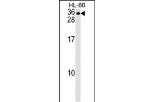 Western blot analysis in HL-60 cell line lysates (35ug/lane). (MS4A7 antibody  (AA 137-164))