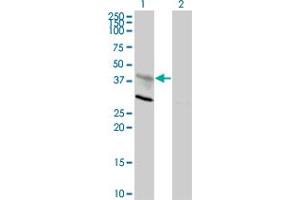 Western Blot analysis of CXCR4 expression in transfected 293T cell line by CXCR4 monoclonal antibody (M01), clone 2H5.
