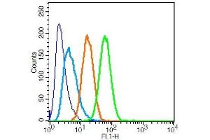 RSC96 cells probed with Rabbit Anti-Synaptopodin Polyclonal Antibody . (SYNPO antibody  (AA 601-700))