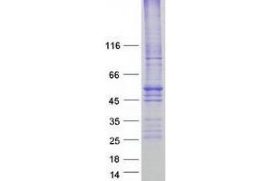 Validation with Western Blot (SLC16A1 Protein (Myc-DYKDDDDK Tag))