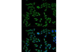Immunofluorescence (IF) image for anti-VAMP (Vesicle-Associated Membrane Protein)-Associated Protein B and C (VAPB) antibody (ABIN1876551) (VAPB antibody)