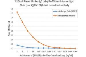 The recombinant Human Ig Light Chains antibody does not cross-react with monkey IgG. (Recombinant Ig Light Chains antibody)