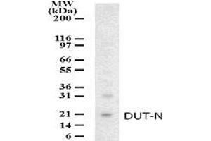 Western Blotting (WB) image for anti-Deoxyuridine Triphosphatase (DUT) (AA 25-44) antibody (ABIN232967) (Deoxyuridine Triphosphatase (DUT) (AA 25-44) antibody)
