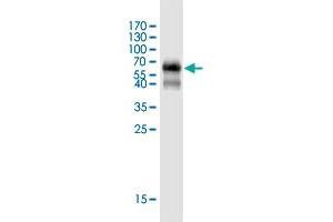 RRP15 antibody  (AA 1-259)