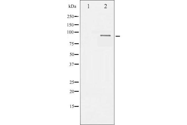 SP1 antibody  (pThr453)