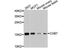 Western blot analysis of extracts of various cells, using CGB7 antibody. (CGB7 antibody)