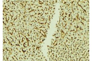 ABIN6273770 at 1/100 staining Mouse liver tissue by IHC-P. (NRIP1 antibody  (C-Term))
