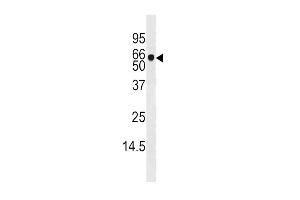 Western blot analysis of anti-ADK Pab (ABIN391132 and ABIN2841255) in mouse liver tissue lysate (35 μg/lane). (ADK antibody  (C-Term))