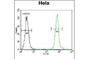 Flow cytometric analysis of Hela cells (right histogram) compared to a negative control cell (left histogram). (ZNF384 antibody  (C-Term))