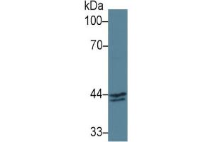 Rabbit Capture antibody from the kit in WB with Positive Control: Sample Human MCF7 cell lysate. (INHBA ELISA Kit)