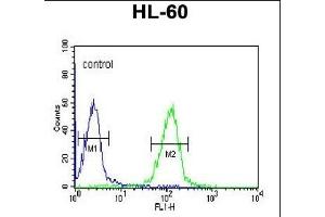 HLA-DRA Antibody (C-term) (ABIN390771 and ABIN2841029) flow cytometric analysis of HL-60 cells (right histogram) compared to a negative control cell (left histogram).