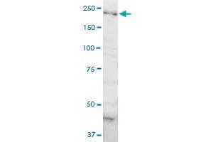 DOCK4 monoclonal antibody (M01A), clone 3E7. (DOCK4 antibody  (AA 1867-1966))