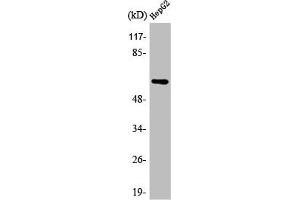 Western Blot analysis of HepG2 cells using AR α2C Polyclonal Antibody (ADRA2C antibody  (C-Term))