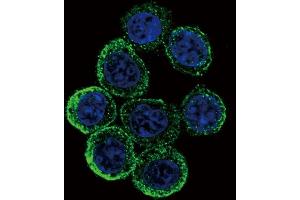 Confocal immunofluorescent analysis of EXT2 Antibody (Center) (ABIN653350 and ABIN2842830) with hela cell followed by Alexa Fluor 488-conjugated goat anti-rabbit lgG (green). (EXT2 antibody  (AA 182-209))