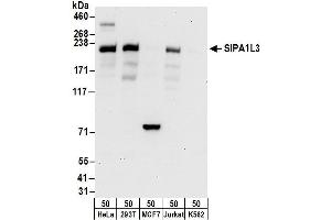 anti-Signal-Induced Proliferation-Associated 1 Like 3 (SIPA1L3) (AA 1-50) antibody