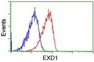 Image no. 2 for anti-Exonuclease 3'-5' Domain Containing 1 (EXD1) antibody (ABIN1498134) (EXD1 antibody)