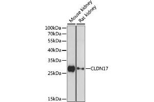 Western blot analysis of extracts of various cell lines, using CLDN17 antibody (ABIN7266407) at 1:1000 dilution. (Claudin 17 antibody  (C-Term))