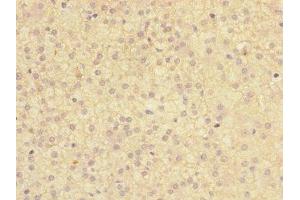 Immunohistochemistry of paraffin-embedded human adrenal gland tissue using ABIN7172973 at dilution of 1:100 (TMED1 antibody  (AA 24-194))