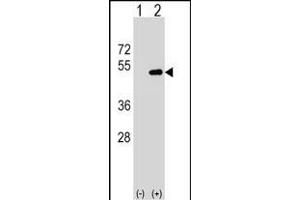 Western blot analysis of FNTA (arrow) using rabbit polyclonal FNTA Antibody (N-term) (ABIN1539445 and ABIN2849550). (FNTA antibody  (N-Term))