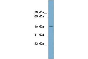 WB Suggested Anti-COX10 Antibody Titration:  0.