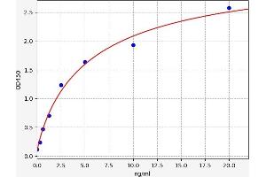Cystatin C (CST3) ELISA Kit
