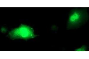 Anti-PDXK mouse monoclonal antibody (ABIN2454646) immunofluorescent staining of COS7 cells transiently transfected by pCMV6-ENTRY PDXK (RC200975). (PDXK antibody)
