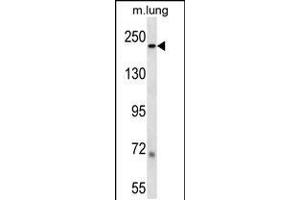 LB1 Antibody (C-term) (ABIN657904 and ABIN2846855) western blot analysis in mouse lung tissue lysates (35 μg/lane). (Laminin beta 1 antibody  (C-Term))