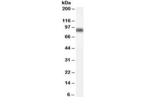 Western blot testing of human spleen lysate with GSN antibody at 0. (Gelsolin antibody)