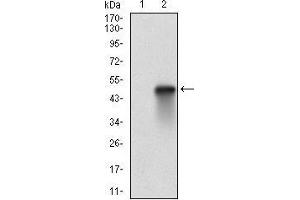 Western blot analysis using HSF1 mAb against HEK293 (1) and HSF1 (AA: 256-359)-hIgGFc transfected HEK293 (2) cell lysate. (HSF1 antibody  (AA 256-359))