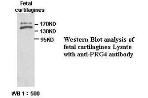 Image no. 1 for anti-Proteoglycan 4 (PRG4) antibody (ABIN791161) (Proteoglycan 4 antibody)