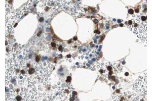 ABIN6267684 at 1/100 staining human Bone marrow tissue sections by IHC-P. (Aurora Kinase B antibody  (pThr232))